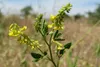 SAFLAX - Steinklee - Melilotus officinalis - 250 Samen Produktbild-Vorschau 8