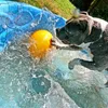 Jolly honden speelgoed, eivormig, geel, maat: L Productafbeelding-voorbeeld 8