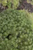 Pinus mugo 'Benjamin', Bergkiefer, kompakt, 12–15 cm Produktbild-Vorschau 4