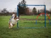 Agility Set für kleine und mittelgroße Hunde, Hundesport Produktbild-Vorschau 6