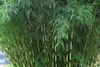 Stauden Gänge 3 x Fargesia robusta 'Pingwu' im C2 Topf - Produktbild-Vorschau 7