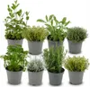 Mélange d'herbes italiennes - 8 pièces - Ø 12 cm - Hauteur Voir les images du produit 1