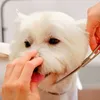 Set de ciseaux Ciseaux pour chiens avec peigne à pointe Voir les images du produit 6