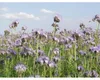 Phacelia Kiepenkerl Blumensamen 1 kg Produktbild-Vorschau 2