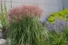 Stauden Gänge 1 x Miscanthus sinensis 'Rotsilber' im 1 Topf Produktbild-Vorschau 3