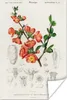 MuchoWow® Poster Pflanze - Jahrgang - Botanica 60x90 cm - Produktbild-Vorschau 1