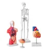 A collection of anatomical models including a full skeleton, torso, heart, and brain, displayed against a white background. Náhled obrázku produktu