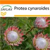 SAFLAX - Garden in the bag - King Protea - 5 Nasiona - Z Podgląd zdjęcia produktu 9