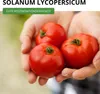 Stabtomaten Harzfeuer F1 Samen - Solanum lycopersicum - Produktbild-Vorschau 2