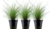Aquarium Pflanze 3 Stück Eleocharis parvula Wasserpflanze Produktbild-Vorschau 1