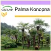 SAFLAX - Palma Konopna - 10 Nasiona - Chamaerops excelsa Podgląd zdjęcia produktu 7
