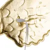 A close-up of a gold-colored wing with a white elastic strap attached. Anteprima dell’immagine prodotto