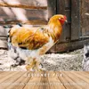 A rooster and other poultry in a rustic outdoor setting with wooden structures in the background. Produktbild-Vorschau