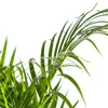 Goldfruchtpalme – Dypsis lutescens – Areca – Einzelpflanze Produktbild-Vorschau 4