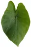 Alocasia "Black Cobra" - Schwarze Kobra - Elefantenohr - Produktbild-Vorschau 6