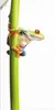 ARTland Wandbild, selbstklebend Frosch umfasst einen Produktbild-Vorschau 1