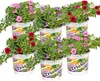 Bloomique - Mix 6 - Calibrachoa - Petunia drobnokwiatowa - Podgląd zdjęcia produktu 1