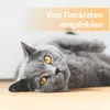 A grey cat is lying on its back on a wooden surface, with text overlayed on the top of the image. Anteprima dell’immagine prodotto