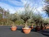 Olivenbaum in Bonsai-Schale, 190 - 210 cm knorrige urige Produktbild-Vorschau 6