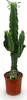 Green boutiQ - Zimmerpflanze - Euphorbia eritrea - Produktbild-Vorschau 2