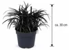 Schwarzer Schlangenbart Ophiopogon planiscapus 'Niger' – Produktbild-Vorschau 5