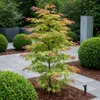 GreenboutiQ - Balkonpflanze - Japanischer Ahorn - Acer Produktbild-Vorschau 6