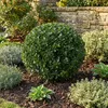 Bloomique - Lot de 2 - Ilex Crenata Jenny - Houx japonais - Voir les images du produit 2