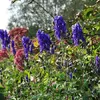 6 x Modrá mníška - Aconitum napellus | Kvetináč 9cm x 9cm Náhľad obrázku produktu 2