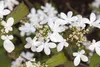 Viburnum plicatum 'Watanabe', Japanischer Schneeball, weiß, Produktbild-Vorschau 1
