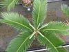 Cycas Revoluta 60 cm Palmfarn Sagopalme Palme, innen + Produktbild-Vorschau 4