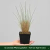 Stauden Gänge 10 x Ammophila arenaria im 1 Liter Topf - Produktbild-Vorschau 4