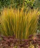 Stauden Gänge 3 x Panicum virgatum 'Northwind' im 1 Liter Produktbild-Vorschau 3