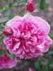 CALVENDO Puzzle Rosa "Warwick Castle" | 1000 Teile Produktbild-Vorschau 3