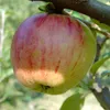 Apfelbaum `Gravensteiner´ - Halbstamm, 160-180cm im Produktbild-Vorschau 1