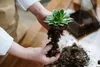 BIOVITA 5L Kakteen und Sukkulenten, Spezial - Substrat, Produktbild-Vorschau 4