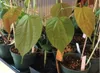 Olbrzymie drzewo storczykowe (Gigasiphon macrosiphon)  – 1 Podgląd zdjęcia produktu 3