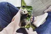 MuchoWow® Handyhülle Schutzhülle Hülle für iPhone 7 Panda - Produktbild-Vorschau 3