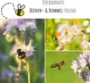Phacelia Samen Bienenfreund (Phacelia tanacetifolia) als Produktbild-Vorschau 2