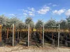 Sunny Tree - Eucalyptus gunnii 'Azura' auf Stamm - Produktbild-Vorschau 7