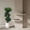 Drachenbaum Dracaena Compacta pflegeleicht 140cm Ø30cm Produktbild-Vorschau 4