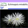 SAFLAX - kaktus mořského ježka - Echinopsis mirabilis - 40 Náhled obrázku produktu 9