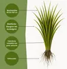 Bestellartikel Rohrschwingel festuca arundinacea, Inhalt: Produktbild-Vorschau 2