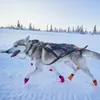 Non-stop dogwear Zuggeschirr Nansen Nome Harness 50, Größe: Produktbild-Vorschau 9