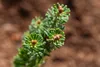 Abies koreana 'Brillant', Koreatanne, kompakt, 15–20 cm Produktbild-Vorschau 3