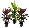 zestaw 3 Cordyline fruticosa, lilia klubowa w doniczce 12 Podgląd zdjęcia produktu 1
