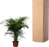 Goldfruchtpalme Dypsis Lutescens – Areca-Palme – 230cm hoch Produktbild-Vorschau 3