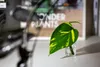 Gardners Epipremnum Aureum - odrezky na zakorenenie Náhľad obrázku produktu 4