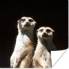 MuchoWow® Poster Schwarz - Erdmännchen - Tiere 75x75 cm - Produktbild-Vorschau 1