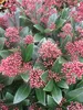 Skimmia japonica Rubella - Japanische Skimmie Rubella Produktbild-Vorschau 1