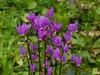 Stauden Gänge 1 x Dodecatheon meadia - Produktbild-Vorschau 4